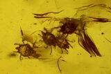Several Fossil Mites (Acari) In Baltic Amber - + Flies! #183609-1